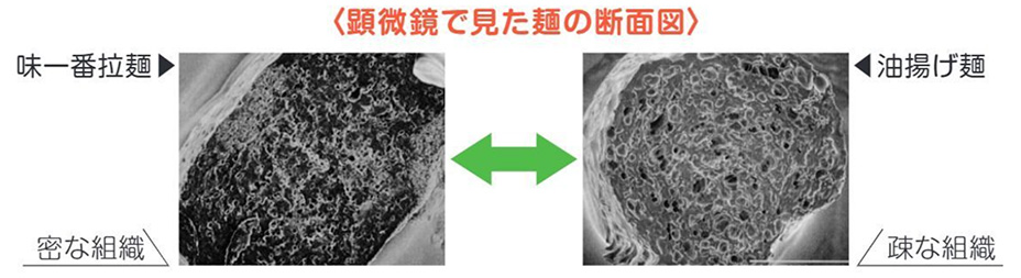 顕微鏡で見た麺の断面図