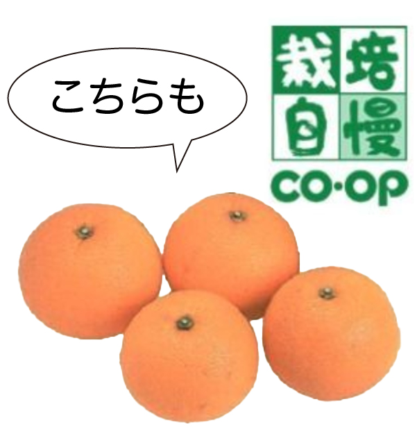 栽培自慢CO・OPはっさく