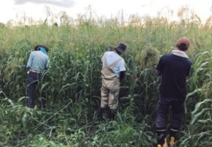 ほうき草の栽培