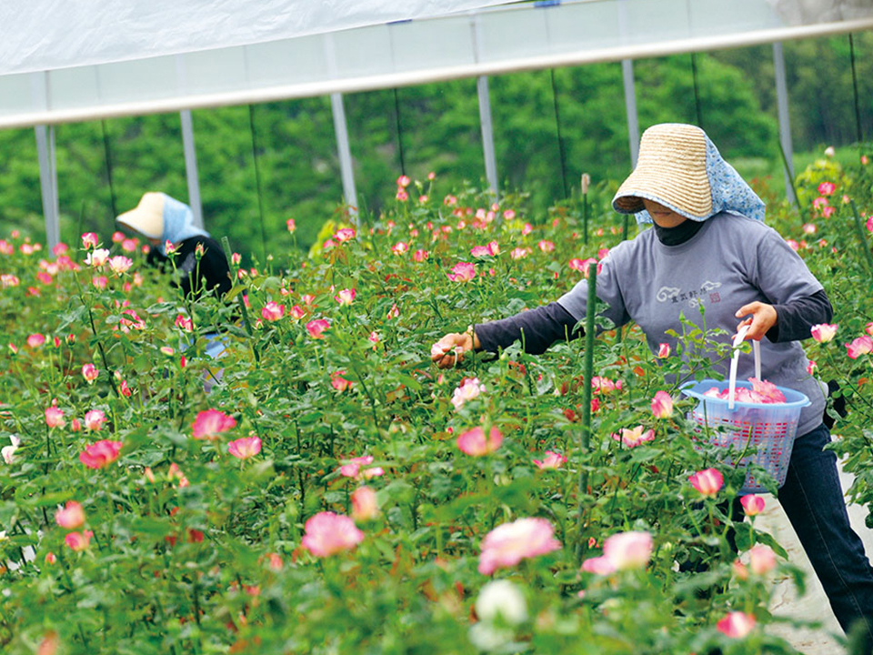 バラの栽培