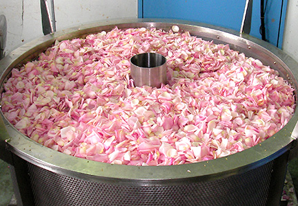 バラエキス抽出