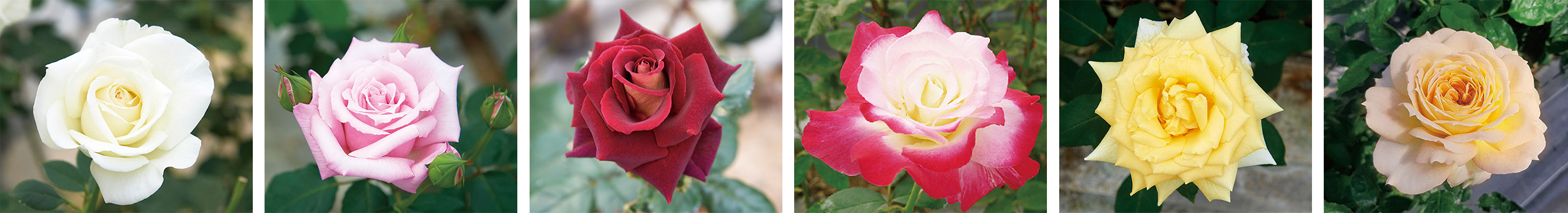 ６種類のバラ