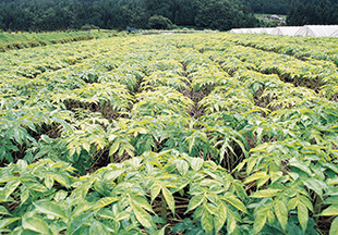 こんにゃく芋畑