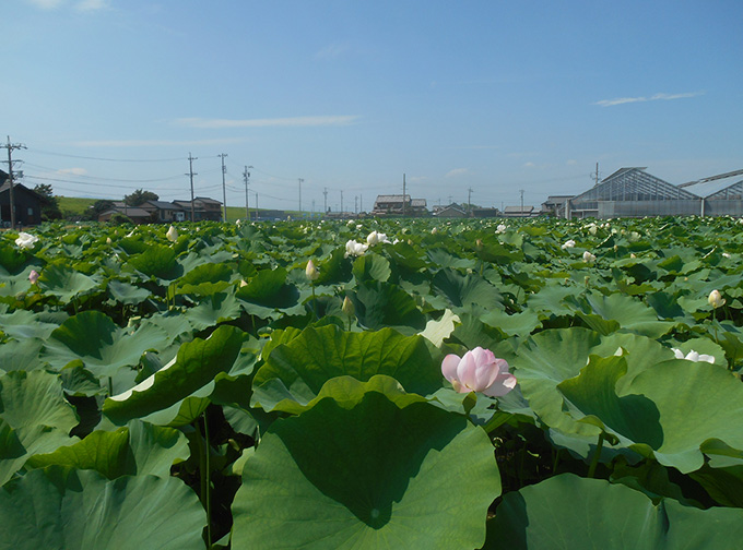 れんこんの圃場