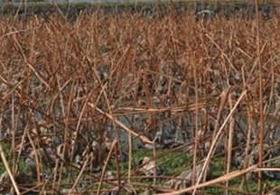 9月ごろのれんこん畑