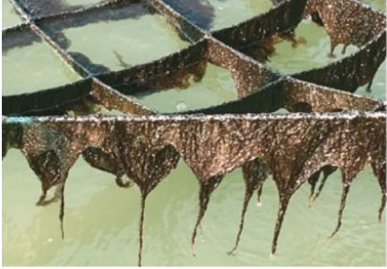 摘採（てきさい）